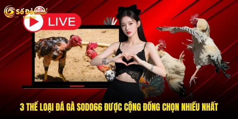 3 thể loại đá gà SODO66 được cộng đồng chọn nhiều nhất