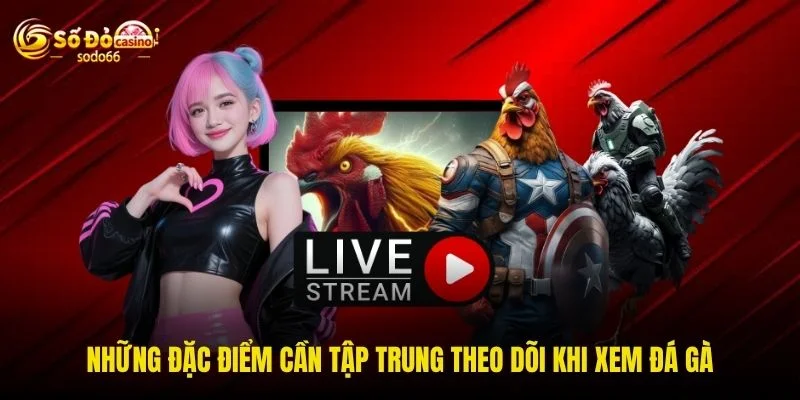 Những đặc điểm cần tập trung theo dõi khi xem đá gà
