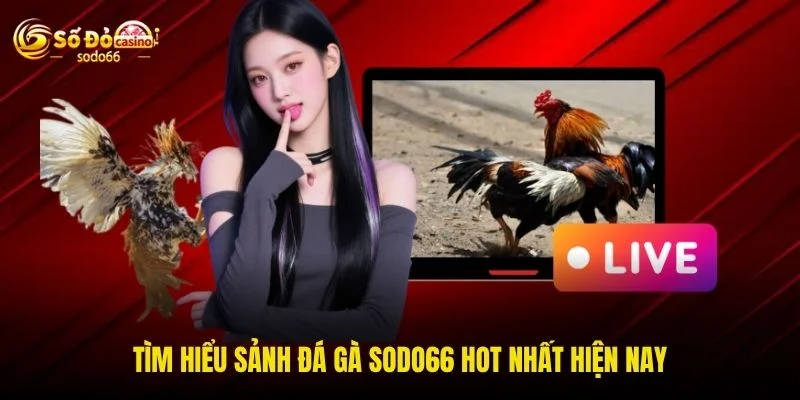 Tìm hiểu sảnh đá gà SODO66 hot nhất hiện nay
